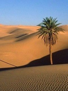 Desert wa