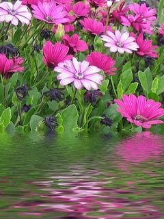 flowers in the water 290465