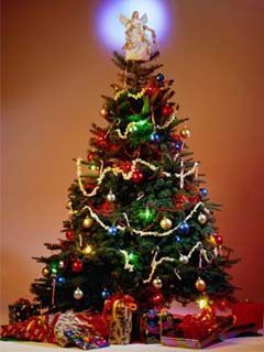 christmas tree 253980