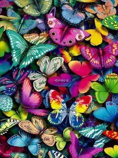butterfly