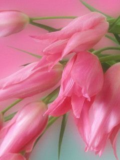 flowers101