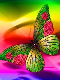 butterfly i7bvHGD8