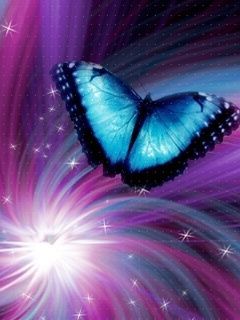 butterfly 221323
