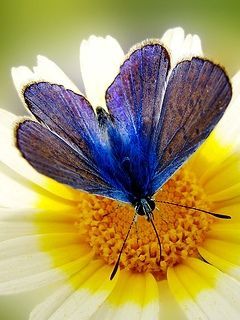 butterfly 260970