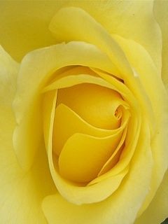 yellow flower 290481