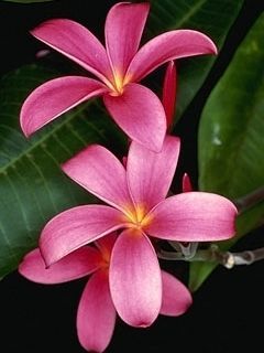 tropical flower 230493