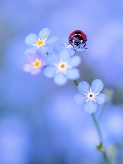 ladybug on blue flowers 281015