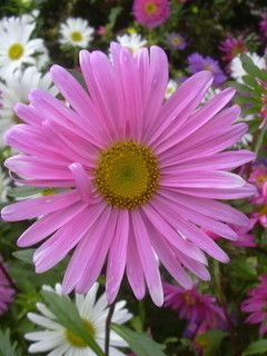 flowers5