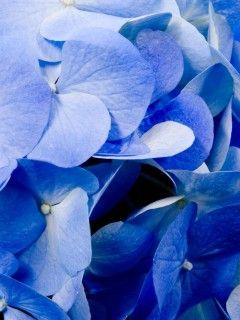 blue flow