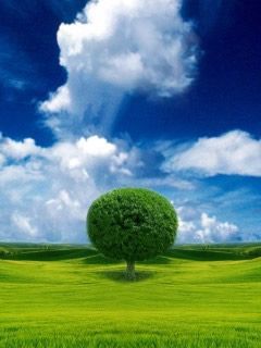 landscape