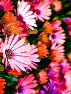 colorfulfl xblrc2Fu