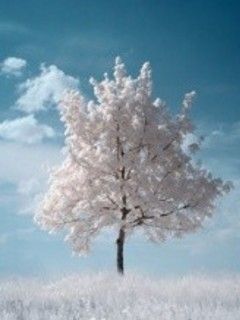 white cherry