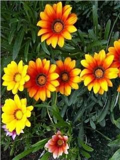 nice flowers 290461