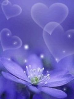 flower of love 288864