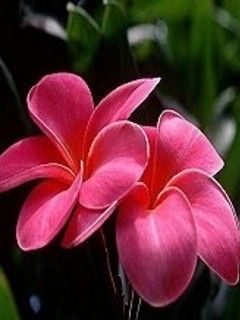 pink flower