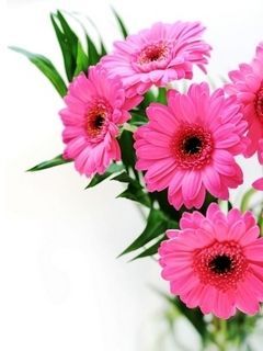 flowers V
