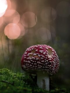 NATURE