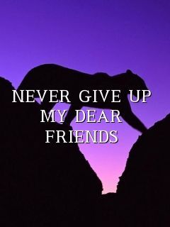 wp NEVER 