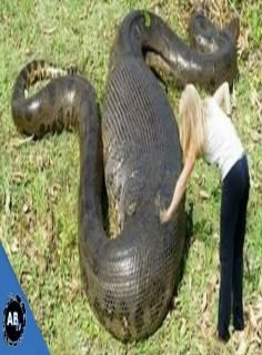 Snake