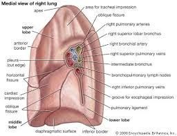 Lung