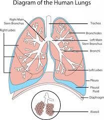 Lungs 2