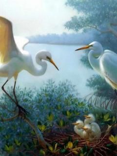 Birds 009