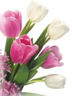 flower fo13ndkx