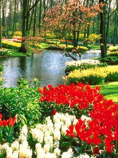 Lake Flower