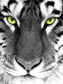 Tiger Eye