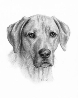 DOG PET