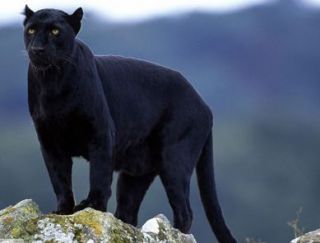 Panthers Big Cats Animals