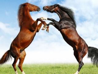 Departure of the horses