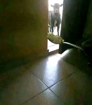 Gh