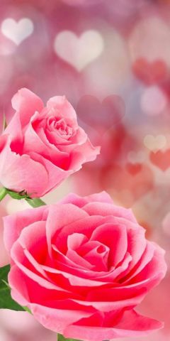 Roses