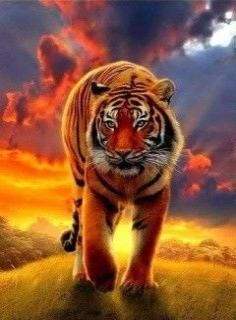 tiger