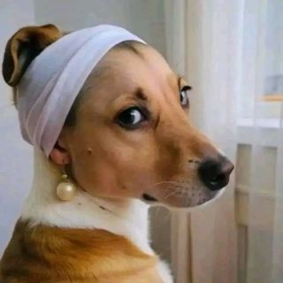 Funny dog