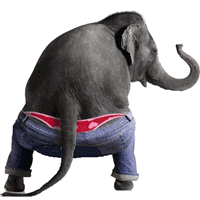 elephant jrauidut