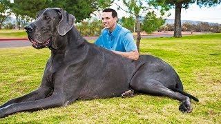 dog glove