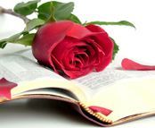 Bible Rose