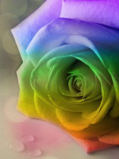 flower ob7ko37z