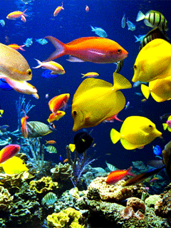 undersea 