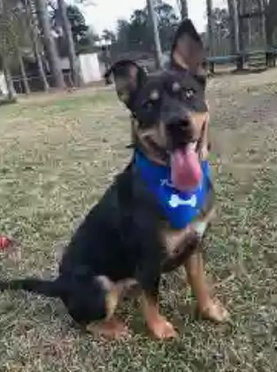 My dog