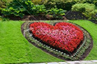 Heart shaped red garden