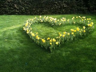 Heart shaped yellow rose garden 