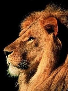 Lion majesty