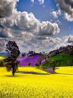 yellowpurp uy1sl5in