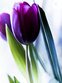 purpletuli 7ie74z9d