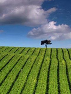 green field 306898