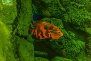 albino oscar fish in fresh water aquarium on blue background the oscar astronotus ocellatus