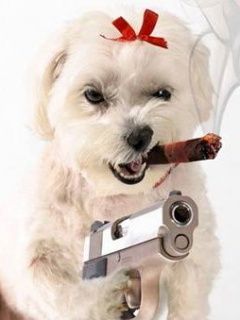 Dog
